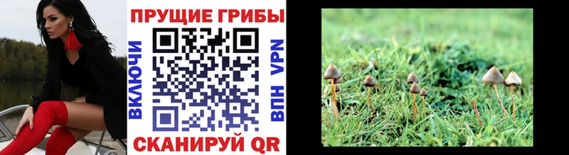 Псилоцибиновые грибы Magic Shrooms  Купить где  Козьмодемьянск 